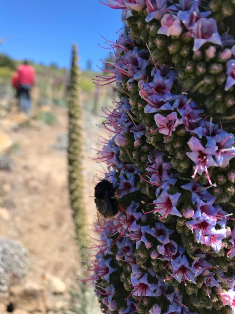 Finca Caboquitos Garafía المظهر الخارجي الصورة